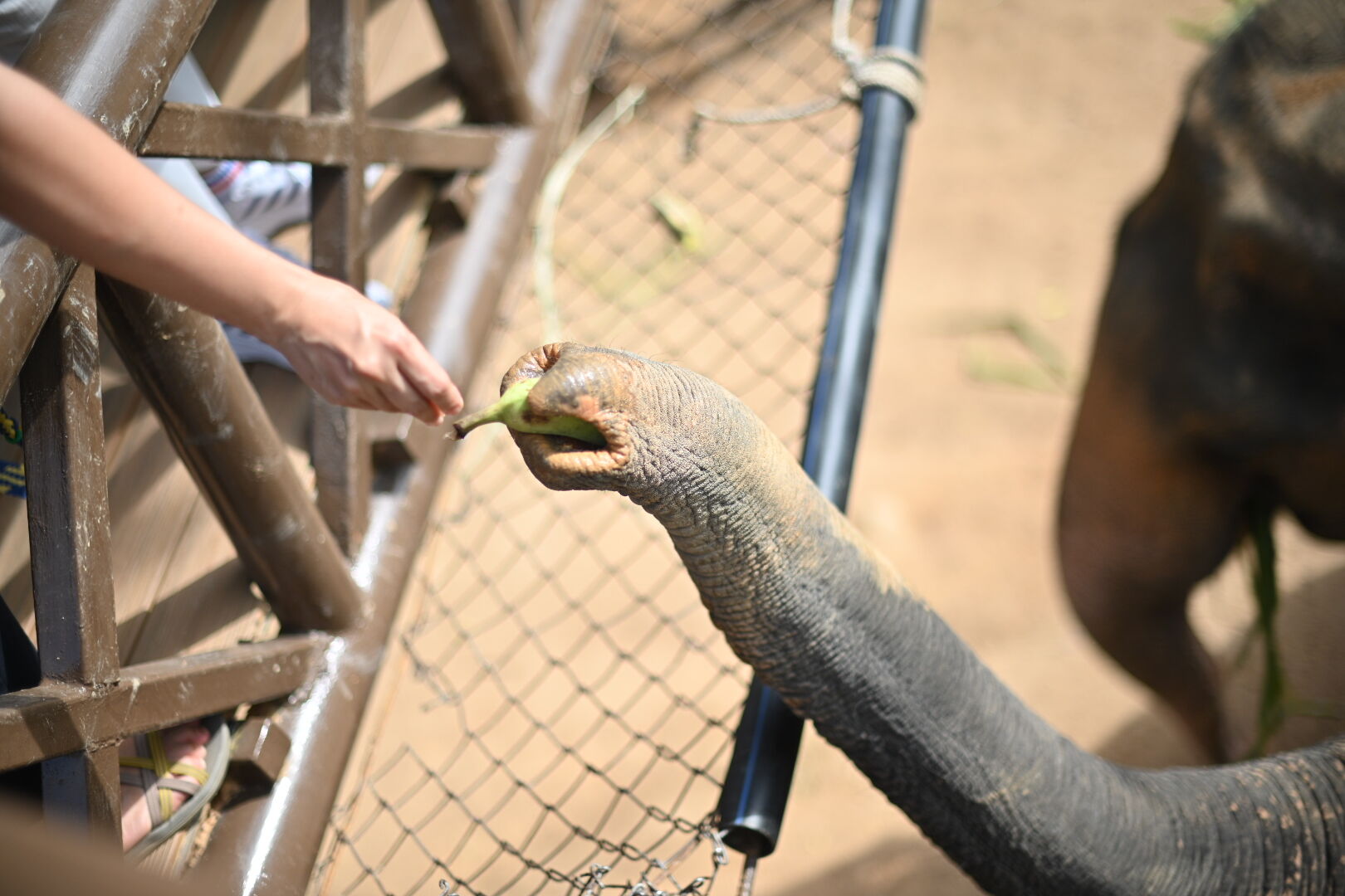 Elephant's favourite snacks